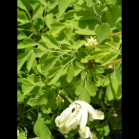 Pseudofumaria alba (fam Fumariacees) (3)